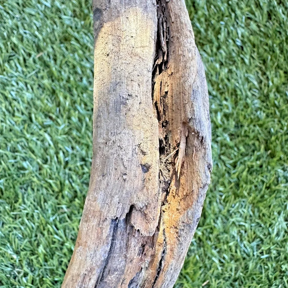 2 Natural Driftwood Branches California Coast Rustic Decor Aquarium Terrarium